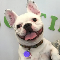 Another Frenchie girl joined our family today. Lady Claire is a bundle of cuteness and energy. Welcome aboard! #dogtiredak #happydogs #squishyfacecrew #frenchiesrule • <a style="font-size:0.8em;" href="http://www.flickr.com/photos/98807890@N02/20501113265/" target="_blank">View on Flickr</a>