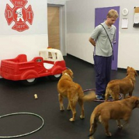Meanwhile back at Dog Tired my wonderful staff are hard at work practicing for the next round of daycare games. #whenthebossisaway #myawesomestaff #dogtiredak #superzoo2015 #bestjobever • <a style="font-size:0.8em;" href="http://www.flickr.com/photos/98807890@N02/19744596050/" target="_blank">View on Flickr</a>