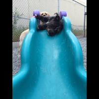 Locked and loaded. Gracie Walters informs us that the Indy torpedo (aka Indy James) is ready to launch. #dogtiredak #sillydogs #happydogs #dogsonslides #bestjobever • <a style="font-size:0.8em;" href="http://www.flickr.com/photos/98807890@N02/19399794120/" target="_blank">View on Flickr</a>
