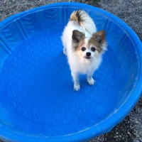 Latte English waits for her pool boy, aka Mr. Craig, to fill her pool. #dogtiredak #happydogs #princessdog #k9poolparty • <a style="font-size:0.8em;" href="http://www.flickr.com/photos/98807890@N02/20181603575/" target="_blank">View on Flickr</a>