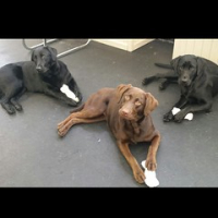 Act II from the 'Mikadog' - another three little labs in school. Featuring Raven Holmes, Bailey Wilkson and Dixie Dunham-Rhodes of Layla's Lounge. #dogtiredak #happydogs #labsrule #operasingingdogs • <a style="font-size:0.8em;" href="http://www.flickr.com/photos/98807890@N02/19159292985/" target="_blank">View on Flickr</a>