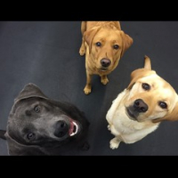 Three little labs in school today. The pups of Shadow's Station. #dogtiredak #dogsofinstagram • <a style="font-size:0.8em;" href="http://www.flickr.com/photos/98807890@N02/18689897511/" target="_blank">View on Flickr</a>