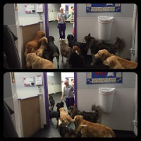 Working on polite door manners, Miss Danika has her class wait before returning to the classroom after recess. #dogtiredak #politedogs #practicemakesperfect #bestjobever • <a style="font-size:0.8em;" href="http://www.flickr.com/photos/98807890@N02/19592041459/" target="_blank">View on Flickr</a>