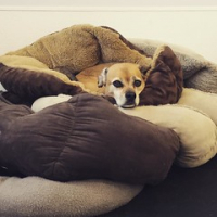 Question: How many beds does one Puggle need? Answer: All of them! Chloe Bitzer enjoys a cushy morning nap. #princessdog #dogtiredak #happydogs #pugglesrule • <a style="font-size:0.8em;" href="http://www.flickr.com/photos/98807890@N02/20106534839/" target="_blank">View on Flickr</a>