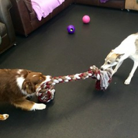 Eight more paws up for the new giant rope toys. Chevy and Elim Van Muijen play a serious game of tug-o-war. #awesomeropetoy #dogtiredak #happydogs • <a style="font-size:0.8em;" href="http://www.flickr.com/photos/98807890@N02/18606622972/" target="_blank">View on Flickr</a>