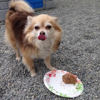 Mr. Wilson enjoying some birthday cake at Sophie and TT's party last week. That's some great cake! #doggydecadents #dogtiredak #happydogs #yummydogcake • <a style="font-size:0.8em;" href="http://www.flickr.com/photos/98807890@N02/18066509164/" target="_blank">View on Flickr</a>
