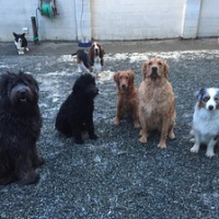The Shadow's Station gang are working their group sit at recess this morning. This is an excellent exercise for all the puppies we are training. #dogtiredak #daycaregames #got-team? • <a style="font-size:0.8em;" href="http://www.flickr.com/photos/98807890@N02/24624456726/" target="_blank">View on Flickr</a>