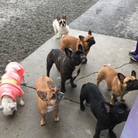 Trying to capture a photo of all seven frenchies at school today was like trying to herd turtles. This is the best we got. #dogtiredak #frenchbulldog #frenchiesofinstagram #squishyfacecrew • <a style="font-size:0.8em;" href="http://www.flickr.com/photos/98807890@N02/29995103775/" target="_blank">View on Flickr</a>