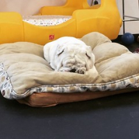 Happy Monday! Gus Baker is tired from a busy weekend. #dogtiredak #squishyfacecrew #bulldogsrule #mondayblues • <a style="font-size:0.8em;" href="http://www.flickr.com/photos/98807890@N02/18649257388/" target="_blank">View on Flickr</a>
