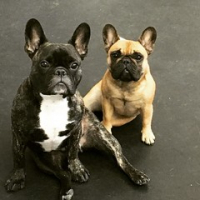 A Frenchie Pas de deux, literally a dance for two. Sheldon and Bonna Bell take a break from playing to pose for the puppurazzi. #dogtiredak #frenchiesofinstagram #happydogs • <a style="font-size:0.8em;" href="http://www.flickr.com/photos/98807890@N02/31050925741/" target="_blank">View on Flickr</a>