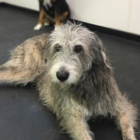 We are so happy to have our friend Zoe Dover back in school today. Love our giant breeds. #dogtiredak #happydog #irishwolfhound • <a style="font-size:0.8em;" href="http://www.flickr.com/photos/98807890@N02/29654029583/" target="_blank">View on Flickr</a>
