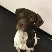 Welcome Tarn Becia to Layla's Lounge. So much fun is waiting for you! #dogtiredak #happydog #gsp #gspofinstagram • <a style="font-size:0.8em;" href="http://www.flickr.com/photos/98807890@N02/29966501100/" target="_blank">View on Flickr</a>
