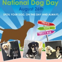 Happy National Dog Day! #dogtiredak #cutepuppies #nationaldogday2015 • <a style="font-size:0.8em;" href="http://www.flickr.com/photos/98807890@N02/20281173824/" target="_blank">View on Flickr</a>