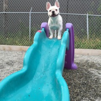 Lady Rivera says, "Good job climbing through to Friday, everyone. Let's slide on into the weekend!" #dogtiredak #squishyfacecrew #frenchiesrule #happydogs • <a style="font-size:0.8em;" href="http://www.flickr.com/photos/98807890@N02/20775292621/" target="_blank">View on Flickr</a>
