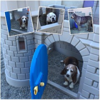 Have fun storming the castle! Lucy LaRose, Gilbert Gorba and Keva Johnson royaling enjoying recess today. #dogtiredak #squishyfacecrew #hounddog • <a style="font-size:0.8em;" href="http://www.flickr.com/photos/98807890@N02/20738772925/" target="_blank">View on Flickr</a>