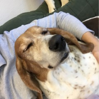 Lily Schick rests her eyes after her television interview this morning. Puppurazzi leave me to my beauty rest. #dogtiredak #dogsofinstagram #hounddog #bassetsrule #doesthisphotomakemyearslookbig • <a style="font-size:0.8em;" href="http://www.flickr.com/photos/98807890@N02/17102430415/" target="_blank">View on Flickr</a>