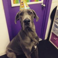 Happy 1st Birthday to our very own Scooby Doo, Thor Donahue! • <a style="font-size:0.8em;" href="http://www.flickr.com/photos/98807890@N02/16295055631/" target="_blank">View on Flickr</a>